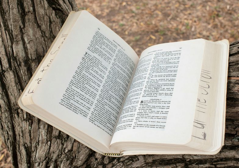 Immagine evento La poesia degli alberi secolari